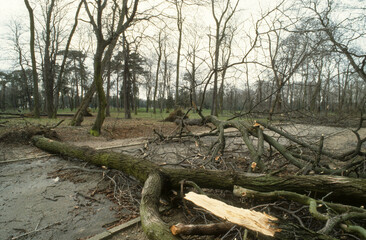 Tempête, arbres cassés, phénomène météorologique, vent