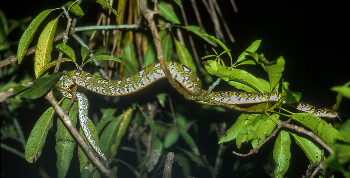 Boa de Madagascar, Acrantophis  madagascariensis, Madagascar