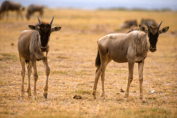Obraz premium Gnou à queue noire, jeune, Connochaetes taurinus, Parc national d'Amboseli, Kenya