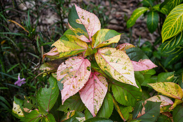 Tropical Plant with Pink Leaves - Botanical Garden 