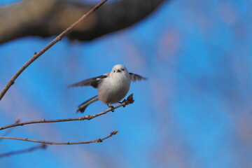 枝に止まったシマエナガ