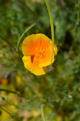 Obraz premium Golden poppy flower