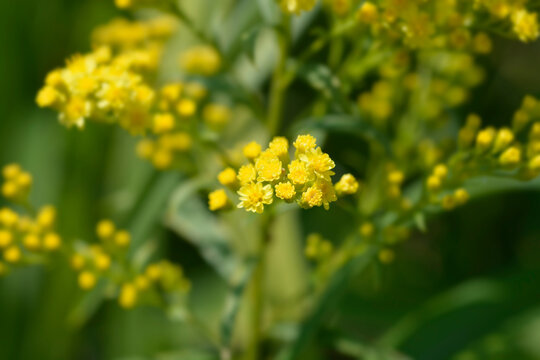 Solidaster Lemore flowers