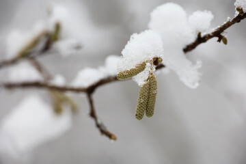 Hazel catkins on a tree twig covered with snow and ice on blurred background. Forest in winter,...