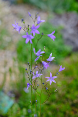 Rare Blooming Alpine Plants in a Rocky Garden Setting