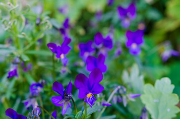 Vibrant purple wild pansy flowers in a lush green setting. Close-up view, calming mood, soft focus, natural lighting, outdoor garden, detailed petals, emphasizing natural beauty and tranquility.