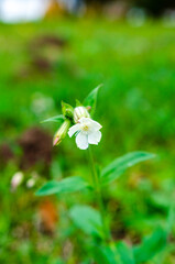 Delicate white flower in gentle outdoor lighting. Close-up focus, serene mood, macro angle, centered composition, indoor setting, floral detail, elegant design, peaceful ambiance.