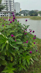 Fototapeta premium flowers in a lake