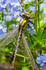 Dragonfly Gomphus vulgatissimus in front of green background macro shot with dew. on the wings. Blue flowers in the morning of a sunny summer day