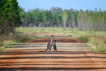 Kangaroo and joey on red dirt road, outback landscape Queensland Australia, native animal fauna...