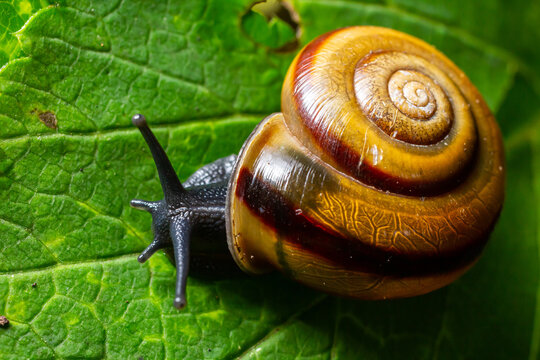 Oxychilus alliarius , commonly known as the garlic snail or garlic glass-snail