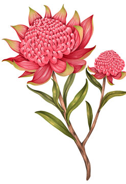 Waratah Flower