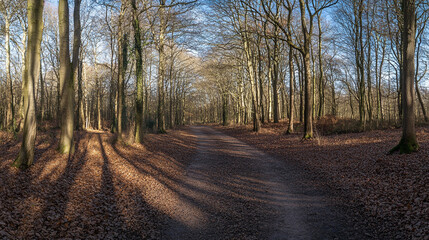 Obraz premium Scenic forest path with fallen leaves in autumn sunlight during afternoon hours