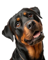Obraz premium Rottwailer portrait looking at camera isolated on white background. Rottwailer headshot on white