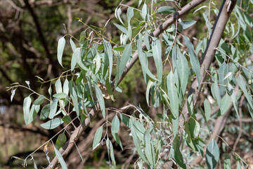 Eucalyptus gum tree leaves, iconic Australian plant foliage, koala food habitat