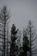 Baumreihe vor hellem Himmel