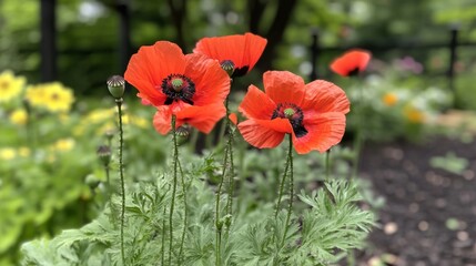 Red Poppy Flowers Blooming in a Garden