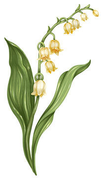 Lily Of The Valey Flower