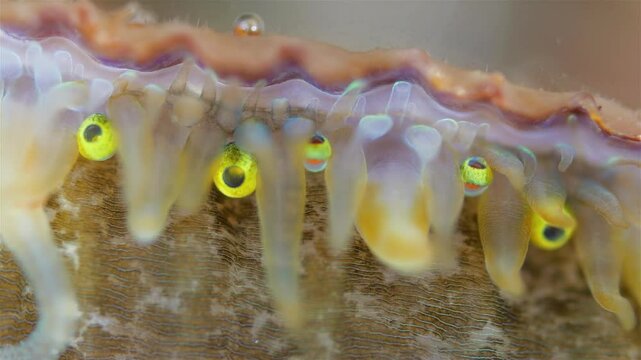 Mollusca Chlamys islandica, family Pectinidae under a microscope, order Pectinida. Visible mantle tentacles and eyes. White Sea