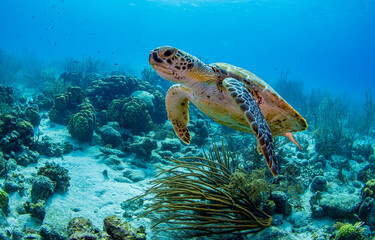 Obraz premium Sea turtle underwater. Underwater sea turtle