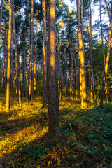 Fototapeta premium Early morning in a coniferous forest. Warm rays of sunlight fall on tree trunks. Grass, bushes. Golden colors of autumn