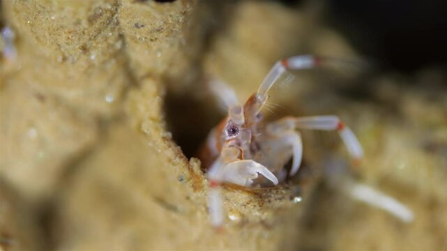 Amphipoda Crustacea Ericthonius difformis, family Ischyroceridae. They live in colonies and build tubular houses for protection from predators. White sea