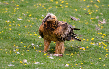Gypaète barbu,.Gypaetus barbatus, Bearded Vulture, Pyrénées