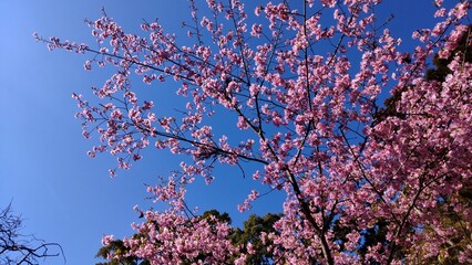 晴天の空の下、ピンクの桜