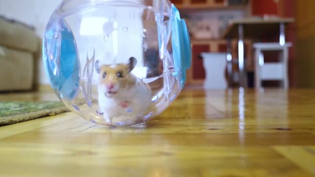 Hamster walking ball. A transparent ball in which the rodent can run around the house. Syrian hamster on a walk in a carrier