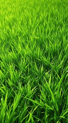 Obraz premium Lush green grass swaying gently in the spring breeze, green fields, spring grass, green grass