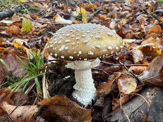 The panther cap, a deadly poisonous mushroom growing in the forest