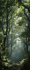 Obraz premium Dense forest canopy with sunlight filtering through, sunlight, shade, dappled light, foliage
