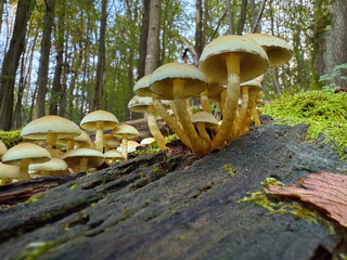 Sulphur tuft, Hypholoma fasciculare, or clustered woodlover on a dead tree