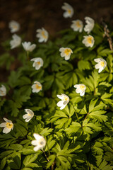 Cluster of White Anemone Flowers with Yellow Centers in Sunlight