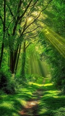 Obraz premium Sunbeams pierce through the canopy of a lush green forest, illuminating a winding path.