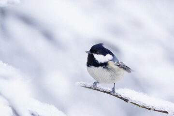 A cute coal tit sits on a snowy twig. Winter scerne with a cute titmouse. Periparus ater