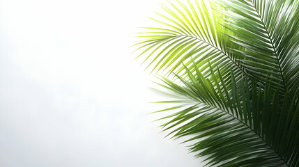 Obraz premium Lush Green Palm Leaves Against a Bright and Airy Background for Nature and Tropical Themes