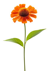 One beautiful helenium flower on a green stem with leaves close-up on a white isolated background