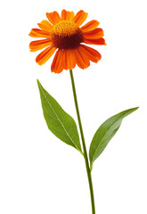 One beautiful helenium flower on a green stem with leaves close-up on a white isolated background