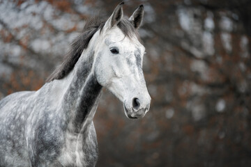 beautiful young grey dapple horse outdoors in autumn