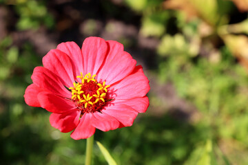 Coral zinnia on a green background in the garden on a sunny summer day - horizontal photo, close-up, top view