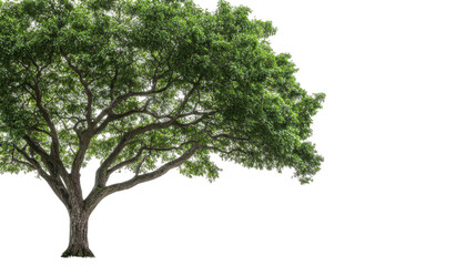 A majestic tree with lush green leaves. transparent background