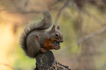 木の上で木の実を食べるニホンリス