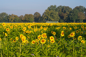 Fototapeta premium Europa, Deutschland, Nordrhein-Westfalen, Feld mit blühenden Sonnenblumen (Helianthus annuus)