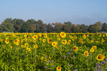 Naklejka premium Feld mit blühenden Sonnenblumen (Helianthus annuus), Nordrhein-Westfalen, Deutschland