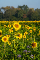 Fototapeta premium Feld mit blühenden Sonnenblumen (Helianthus annuus), Nordrhein-Westfalen, Deutschland, Europa