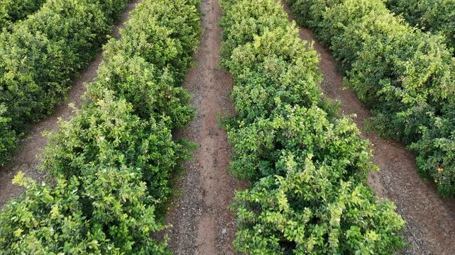 Aerial footage of expansive citrus orchards with neatly arranged rows of orange, lemon, and grapefruit trees. The video captures the vibrant greenery and the organized beauty of citrus farming in a ru