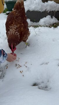 Poule qui picore dans la main d'un enfant en hiver