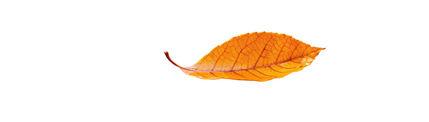 Autumn leaf resting on a wooden surface. transparent background