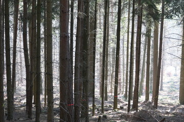 Wald